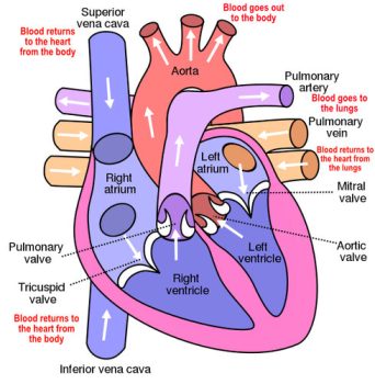 Making Sense of Your Blood Pressure - HighBloodPressureHub.com