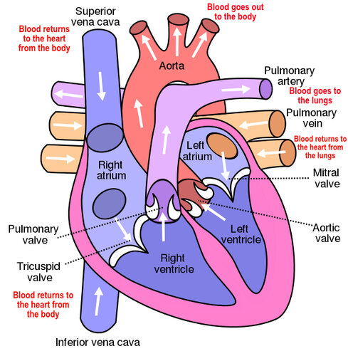 Heart's function
